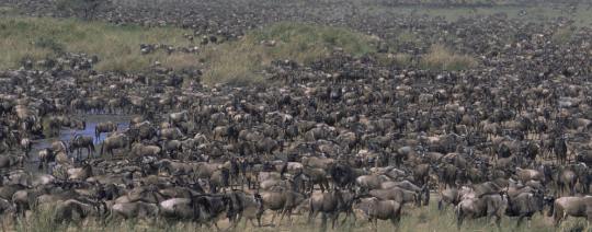 Wildebeest Migration Safaris | Masai Mara Serengeti National Park | Lodges